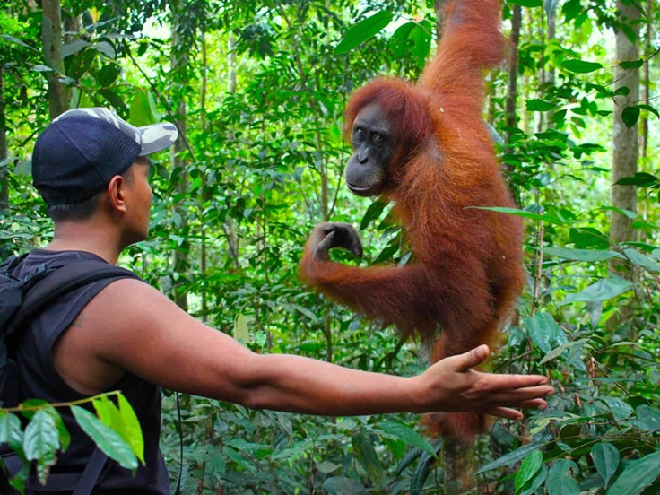 Jungle Trek To See Orangutans