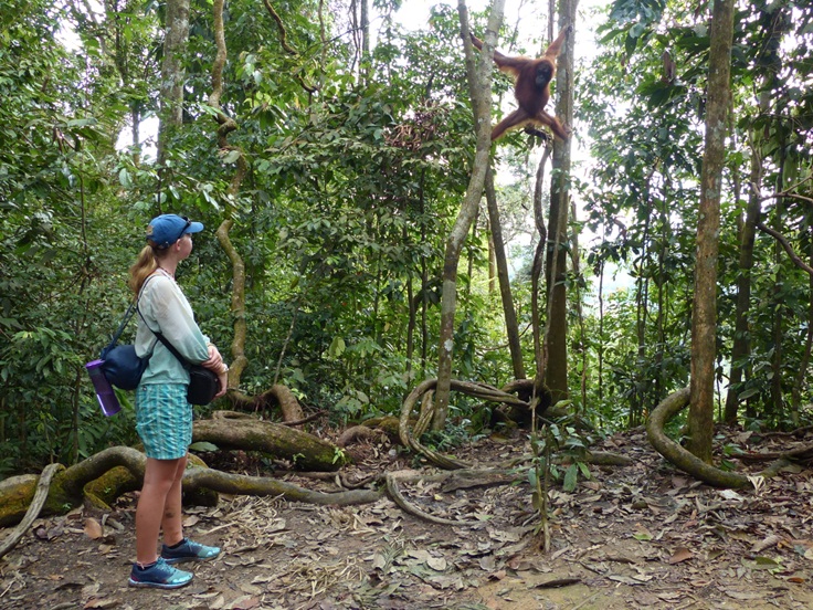 Jungle Trek To See Orangutans